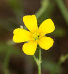 Slender yellow woodsorrel